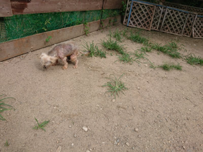 f:id:roukenhome-ann:20190806213534j:plain f:id:roukenhome-ann:20190806213534j:plain
