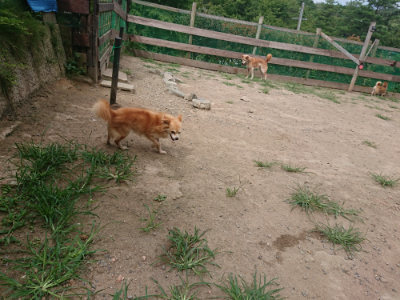 f:id:roukenhome-ann:20190806213547j:plain f:id:roukenhome-ann:20190806213547j:plain