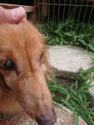 f:id:roukenhome-ann:20190806213601j:plain f:id:roukenhome-ann:20190806213601j:plain