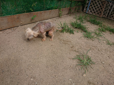 f:id:roukenhome-ann:20190806213608j:plain f:id:roukenhome-ann:20190806213608j:plain