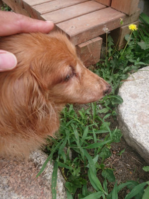 f:id:roukenhome-ann:20190806213713j:plain f:id:roukenhome-ann:20190806213713j:plain