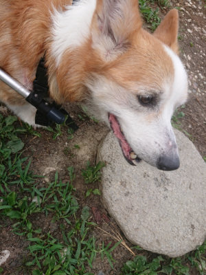 f:id:roukenhome-ann:20190806213743j:plain f:id:roukenhome-ann:20190806213743j:plain