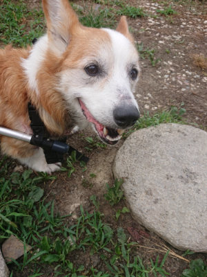 f:id:roukenhome-ann:20190806213750j:plain f:id:roukenhome-ann:20190806213750j:plain