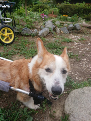 f:id:roukenhome-ann:20190806213802j:plain f:id:roukenhome-ann:20190806213802j:plain
