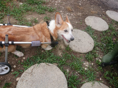 f:id:roukenhome-ann:20190806213836j:plain f:id:roukenhome-ann:20190806213836j:plain