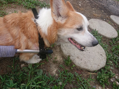 f:id:roukenhome-ann:20190806213859j:plain f:id:roukenhome-ann:20190806213859j:plain