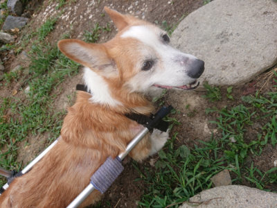 f:id:roukenhome-ann:20190806213928j:plain f:id:roukenhome-ann:20190806213928j:plain