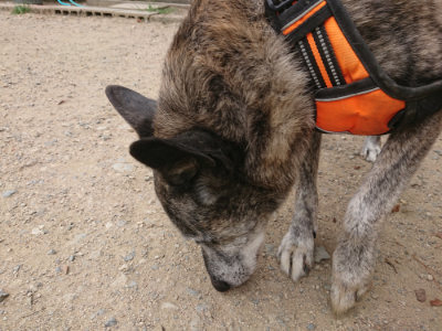 f:id:roukenhome-ann:20190806214101j:plain f:id:roukenhome-ann:20190806214101j:plain