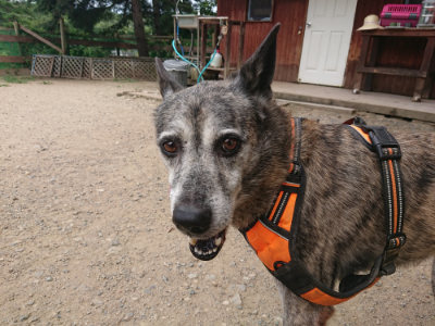 f:id:roukenhome-ann:20190806214108j:plain f:id:roukenhome-ann:20190806214108j:plain