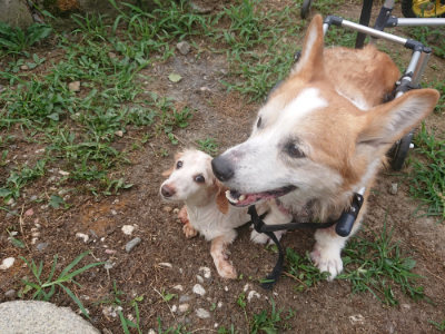 f:id:roukenhome-ann:20190806214114j:plain f:id:roukenhome-ann:20190806214114j:plain