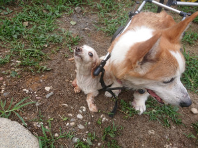 f:id:roukenhome-ann:20190806214135j:plain f:id:roukenhome-ann:20190806214135j:plain