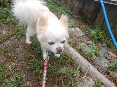 f:id:roukenhome-ann:20190806223806j:plain f:id:roukenhome-ann:20190806223806j:plain