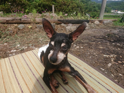 f:id:roukenhome-ann:20190806223823j:plain f:id:roukenhome-ann:20190806223823j:plain