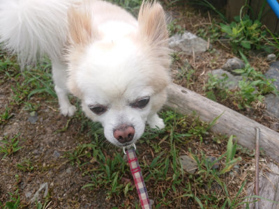 f:id:roukenhome-ann:20190806223831j:plain f:id:roukenhome-ann:20190806223831j:plain