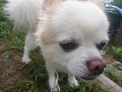 f:id:roukenhome-ann:20190806223836j:plain f:id:roukenhome-ann:20190806223836j:plain