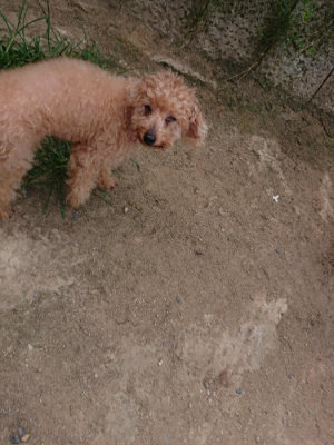 f:id:roukenhome-ann:20190806224028j:plain f:id:roukenhome-ann:20190806224028j:plain