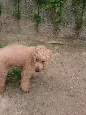 f:id:roukenhome-ann:20190806224053j:plain f:id:roukenhome-ann:20190806224053j:plain