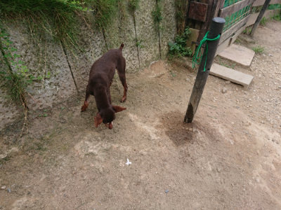 f:id:roukenhome-ann:20190806224059j:plain f:id:roukenhome-ann:20190806224059j:plain