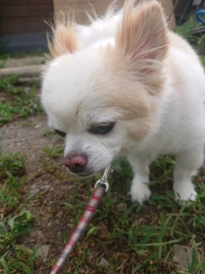 f:id:roukenhome-ann:20190806224114j:plain f:id:roukenhome-ann:20190806224114j:plain