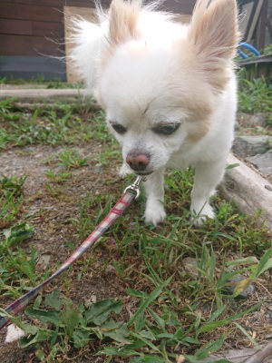f:id:roukenhome-ann:20190806224146j:plain f:id:roukenhome-ann:20190806224146j:plain