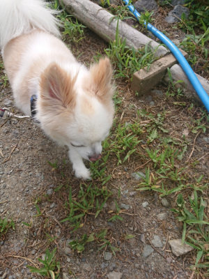 f:id:roukenhome-ann:20190806224156j:plain f:id:roukenhome-ann:20190806224156j:plain