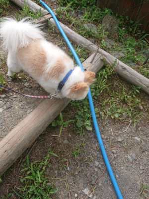 f:id:roukenhome-ann:20190806224204j:plain f:id:roukenhome-ann:20190806224204j:plain