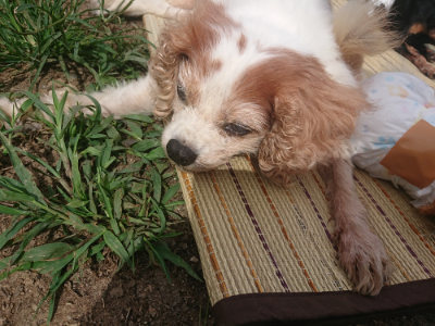 f:id:roukenhome-ann:20190806224521j:plain f:id:roukenhome-ann:20190806224521j:plain