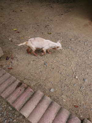 f:id:roukenhome-ann:20190806230458j:plain f:id:roukenhome-ann:20190806230458j:plain