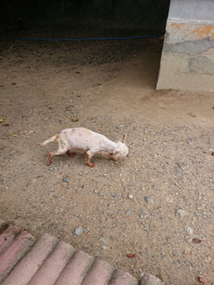 f:id:roukenhome-ann:20190806230533j:plain f:id:roukenhome-ann:20190806230533j:plain