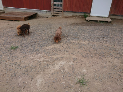 f:id:roukenhome-ann:20190806230558j:plain f:id:roukenhome-ann:20190806230558j:plain