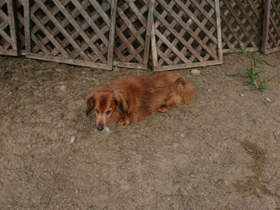 f:id:roukenhome-ann:20190806230615j:plain f:id:roukenhome-ann:20190806230615j:plain