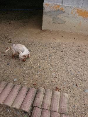 f:id:roukenhome-ann:20190807051754j:plain f:id:roukenhome-ann:20190807051754j:plain