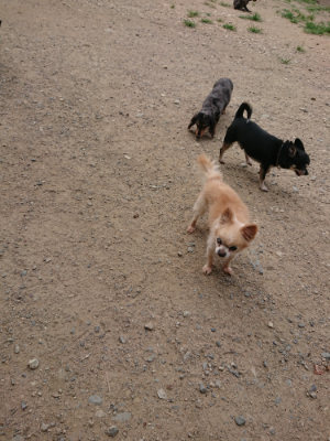 f:id:roukenhome-ann:20190807051811j:plain f:id:roukenhome-ann:20190807051811j:plain
