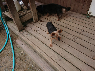 f:id:roukenhome-ann:20190807051858j:plain f:id:roukenhome-ann:20190807051858j:plain