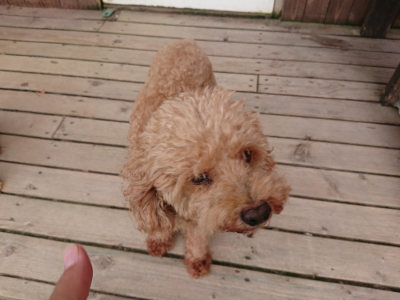 f:id:roukenhome-ann:20190807051918j:plain f:id:roukenhome-ann:20190807051918j:plain