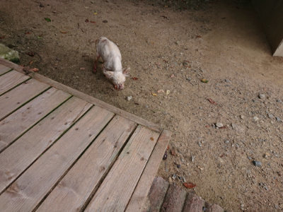 f:id:roukenhome-ann:20190807052014j:plain f:id:roukenhome-ann:20190807052014j:plain