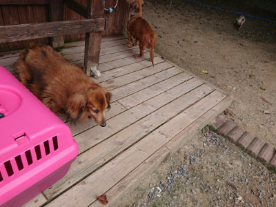 f:id:roukenhome-ann:20190807052104j:plain f:id:roukenhome-ann:20190807052104j:plain