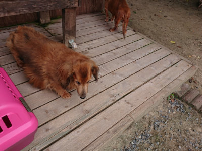 f:id:roukenhome-ann:20190807052123j:plain f:id:roukenhome-ann:20190807052123j:plain