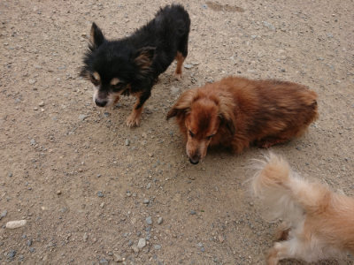 f:id:roukenhome-ann:20190807052156j:plain f:id:roukenhome-ann:20190807052156j:plain