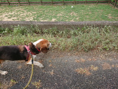 f:id:roukenhome-ann:20190807052210j:plain f:id:roukenhome-ann:20190807052210j:plain