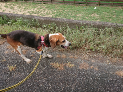 f:id:roukenhome-ann:20190807052216j:plain f:id:roukenhome-ann:20190807052216j:plain