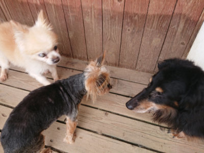 f:id:roukenhome-ann:20190807052254j:plain f:id:roukenhome-ann:20190807052254j:plain