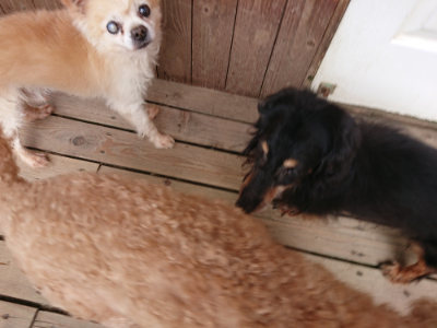 f:id:roukenhome-ann:20190807052311j:plain f:id:roukenhome-ann:20190807052311j:plain