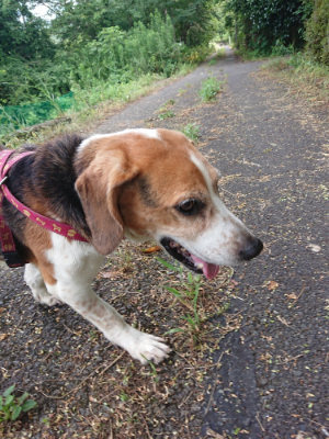 f:id:roukenhome-ann:20190807052323j:plain f:id:roukenhome-ann:20190807052323j:plain
