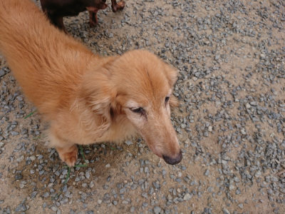 f:id:roukenhome-ann:20190807052338j:plain f:id:roukenhome-ann:20190807052338j:plain