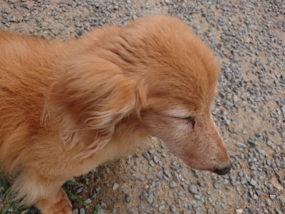 f:id:roukenhome-ann:20190807052354j:plain f:id:roukenhome-ann:20190807052354j:plain