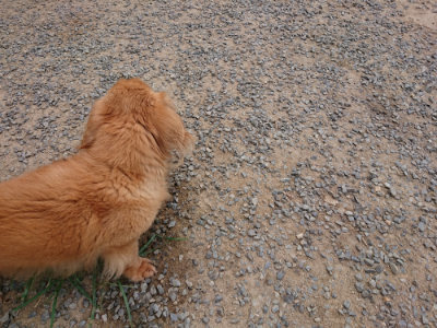 f:id:roukenhome-ann:20190807052401j:plain f:id:roukenhome-ann:20190807052401j:plain