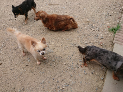 f:id:roukenhome-ann:20190807052422j:plain f:id:roukenhome-ann:20190807052422j:plain