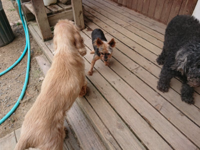 f:id:roukenhome-ann:20190807052445j:plain f:id:roukenhome-ann:20190807052445j:plain