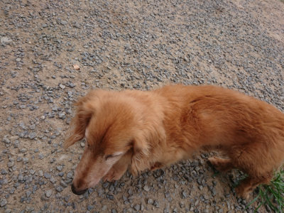 f:id:roukenhome-ann:20190807052452j:plain f:id:roukenhome-ann:20190807052452j:plain